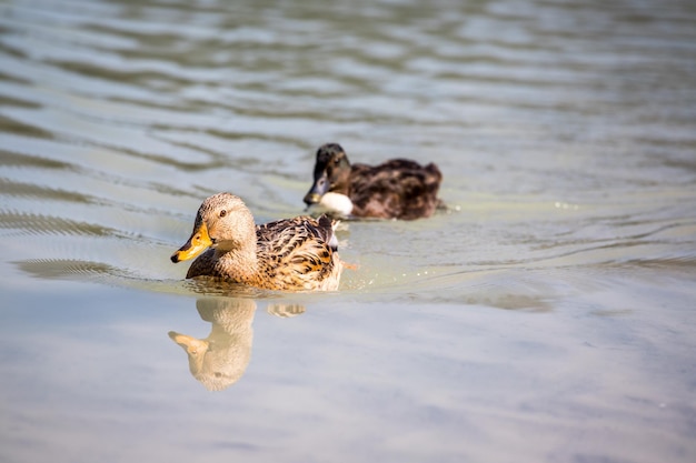 Los patos femeninos están nadando en un río que refleja el agua