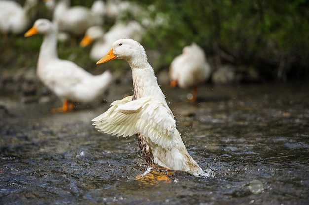 Patos flota en el agua