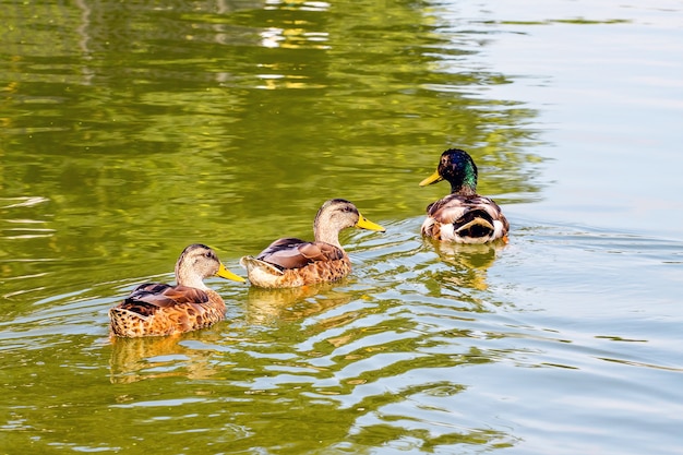 Los patos flotan a lo largo de un río en el que se reflejan los árboles