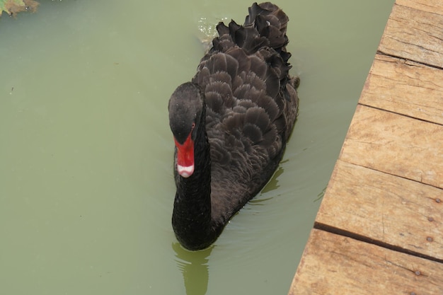 Los patos flotan en la superficie del agua en el jardín.