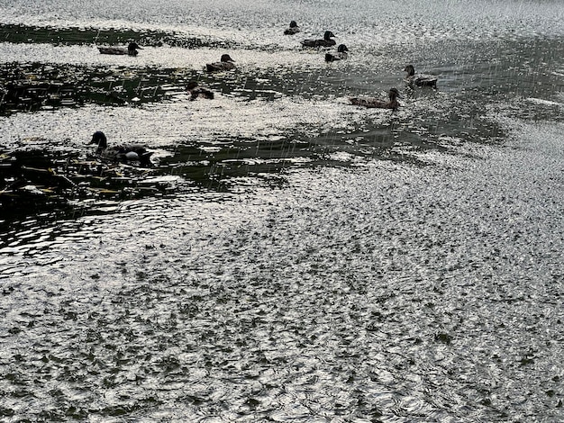 Patos flotando en el lago durante la lluvia