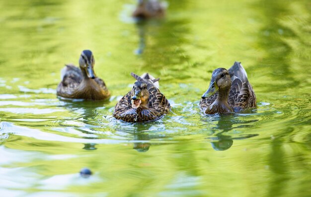 Patos flutuando na água