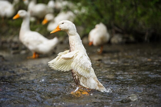 Patos flutuando na água