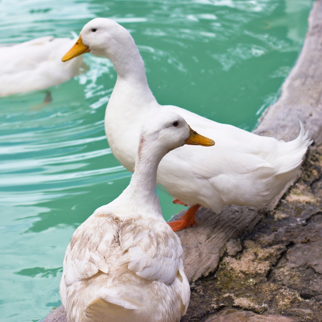 Patos y gansos blancos en la orilla de un estanque azul