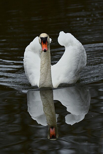 Foto patos, gansos e cisnes