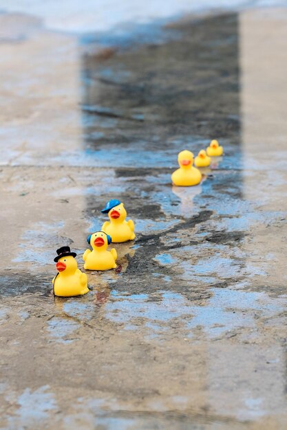 Foto patos de goma en la calle