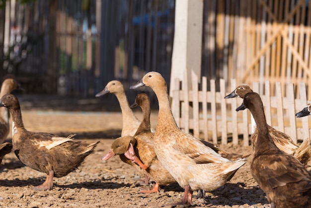 Patos en granja, agricultura tradicional