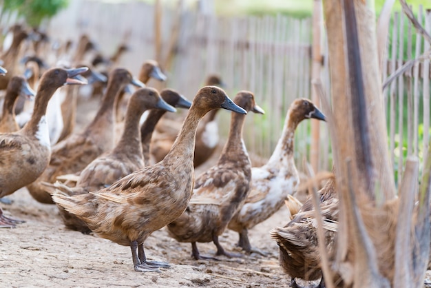 Patos en granja