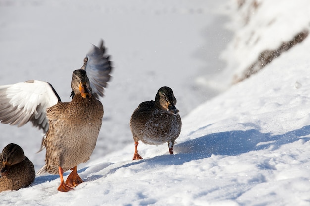 Patos en invierno