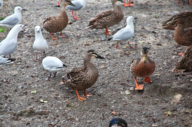 Patos en el jardín botánico de Christchurch, Nueva Zelanda