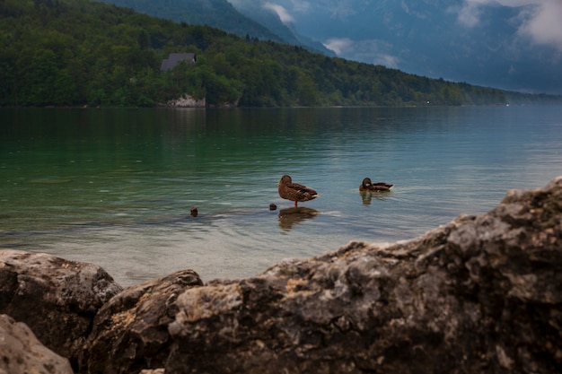 Patos en el lago Bohinj