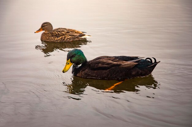 Patos en un lago de invierno