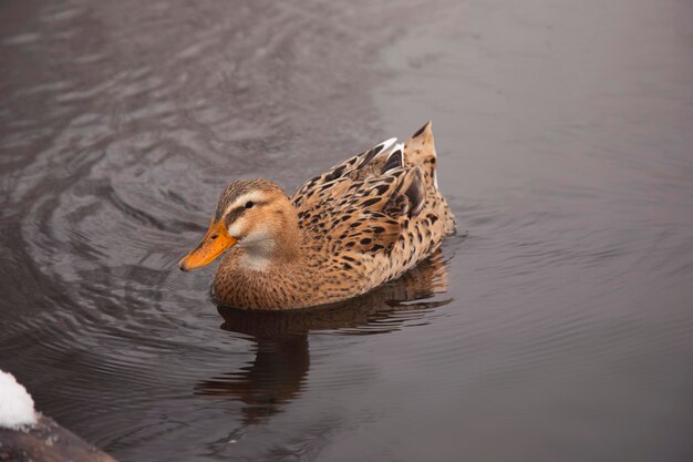 Patos en un lago de invierno