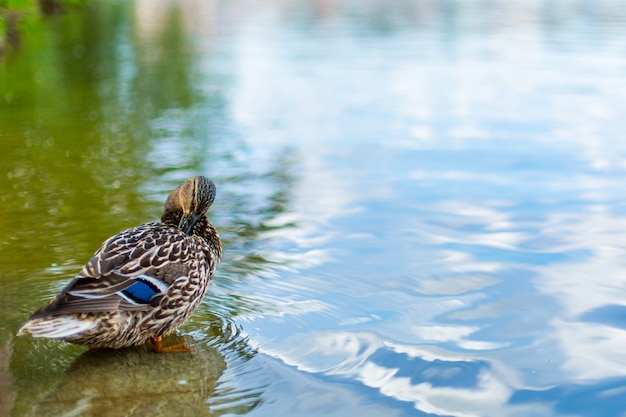 Patos en el lago en el parque de la ciudad.