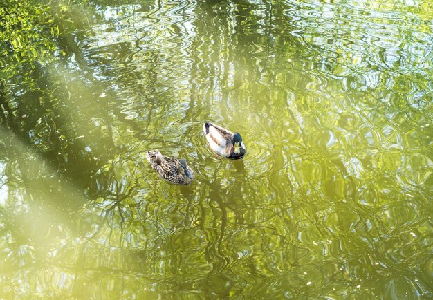 Patos en el lago del parque