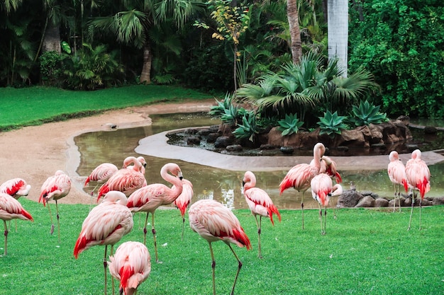 Foto patos en un lago