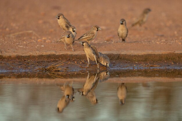 Foto patos en un lago