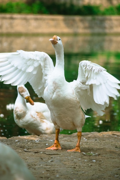 Foto patos en un lago