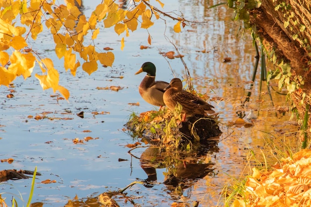 Foto patos en un lago