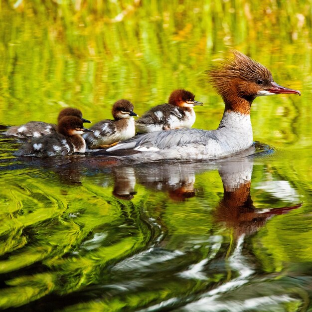 Foto patos en un lago