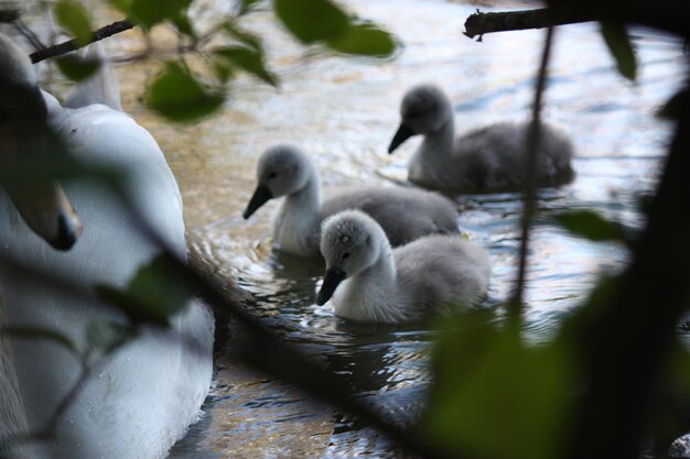 Foto patos en un lago