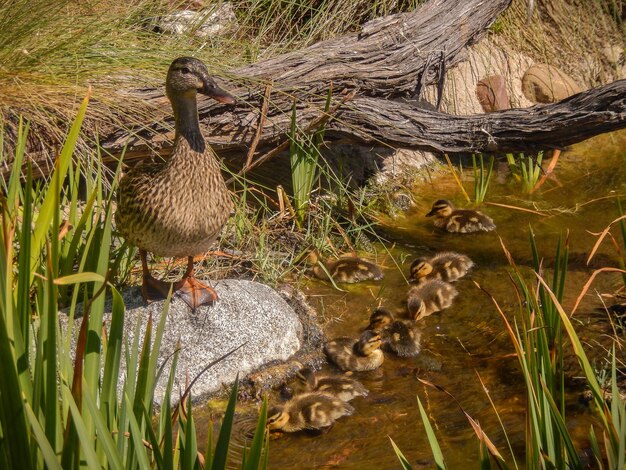 Foto patos en el lago