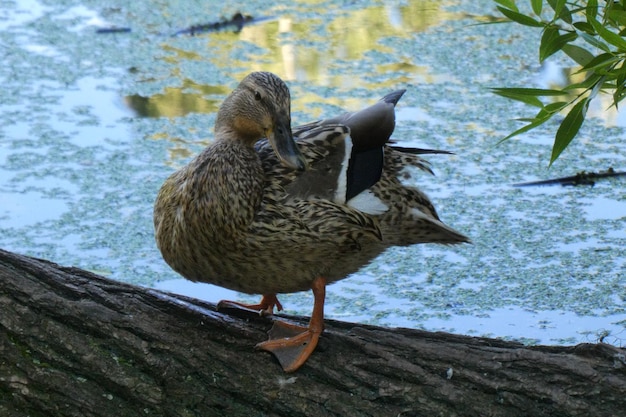 Foto patos en un lago