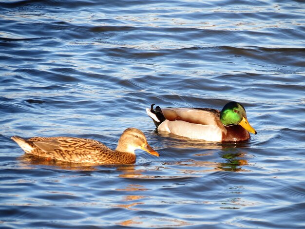 Foto patos en un lago