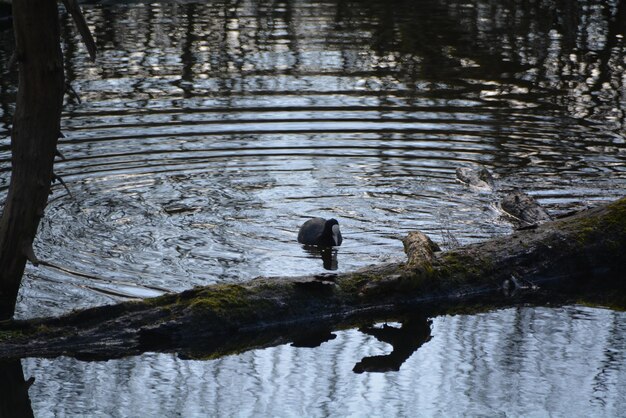 Foto patos en el lago