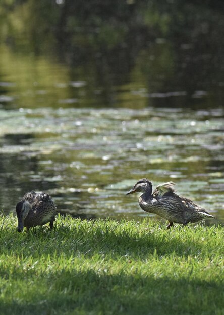 Foto patos en un lago