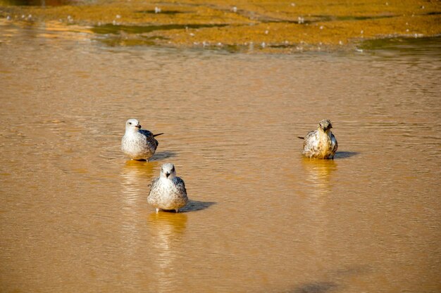 Foto patos en un lago