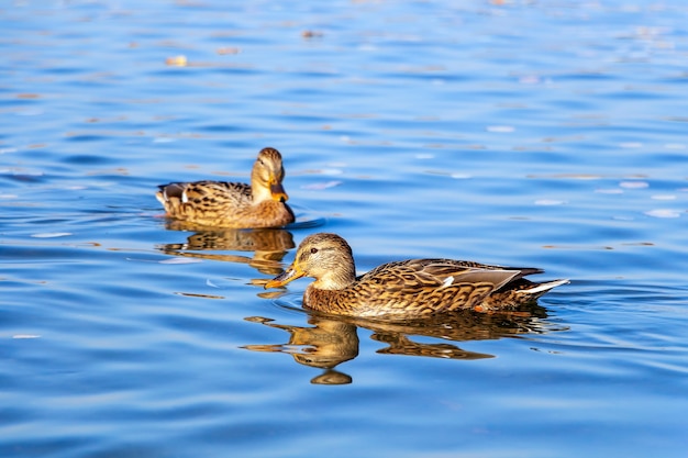 Patos de madera hembra, nadando en un estanque o lago