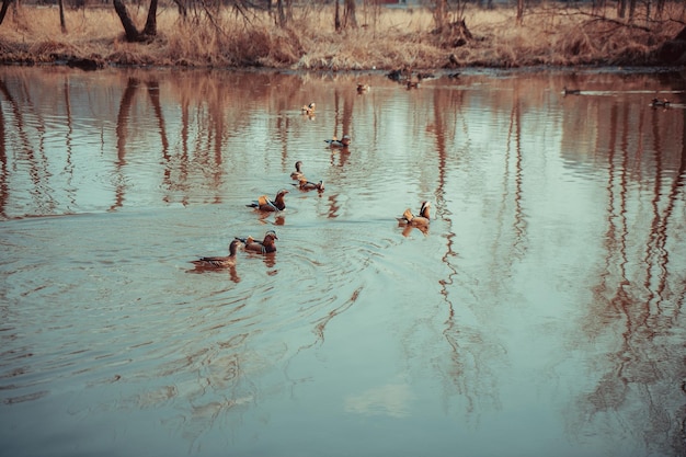 Patos mandarines nadando en el lago