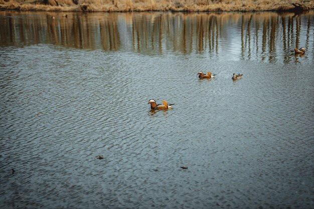 Patos mandarines nadando en el lago