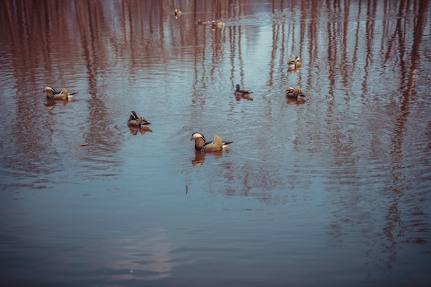 Patos mandarines nadando en el lago