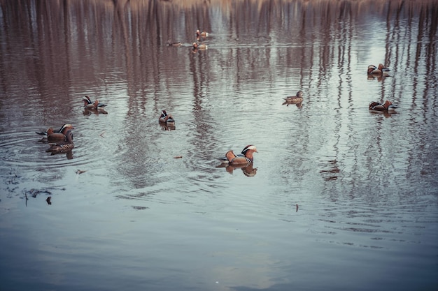 Patos mandarines nadando en el lago