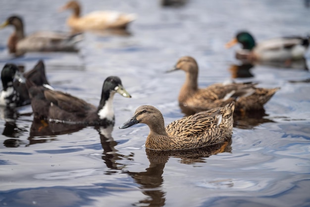 patos na água em uma lagoa pastando grama em um parque no Canadá no verão