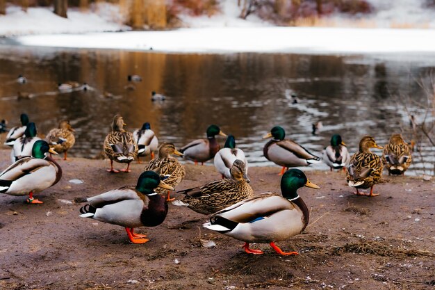 patos na água