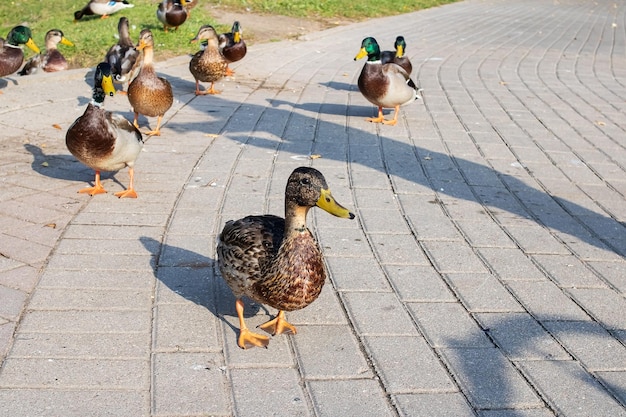 Patos na calçada em um parque de outono