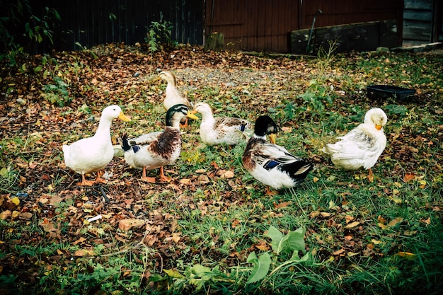 Patos na grama e folhas de outono