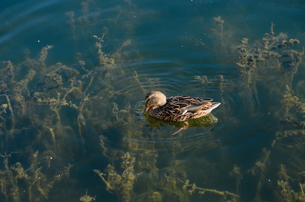 patos na lagoa na primavera
