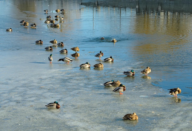 patos na lagoa na primavera