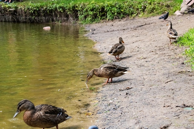 Patos na margem arenosa do rio fecham