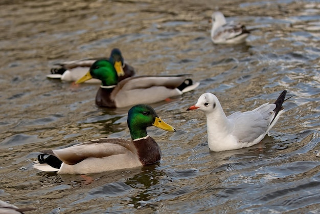 Patos na natureza