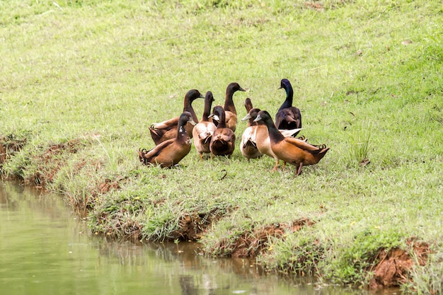 Patos na relva verde