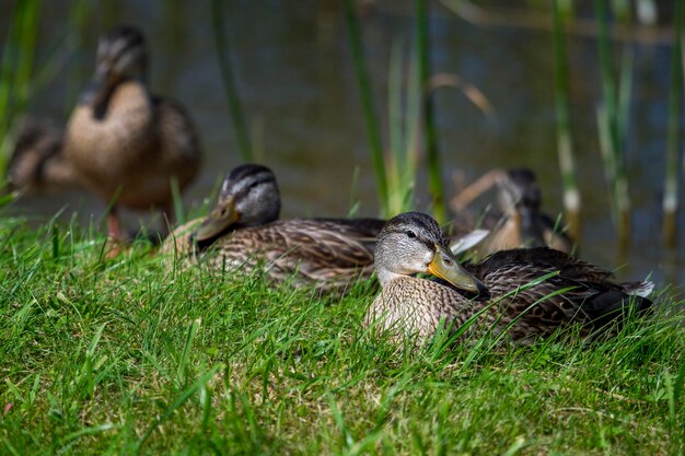 Patos na relva.