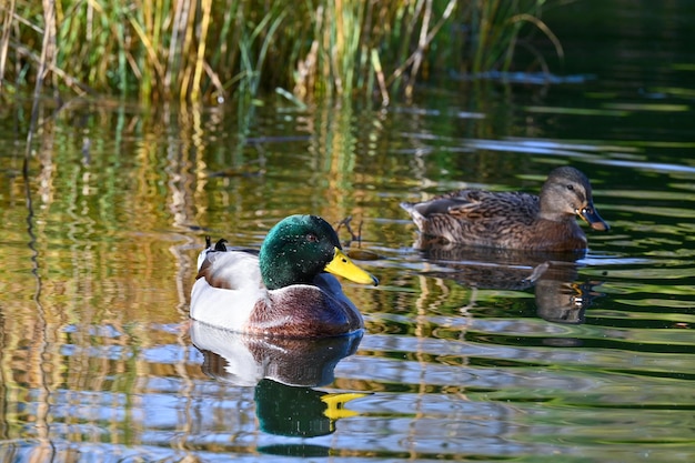 Patos nada no matagal de juncos à beira do lago