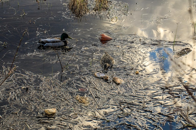 Patos nadam entre lixo e plástico