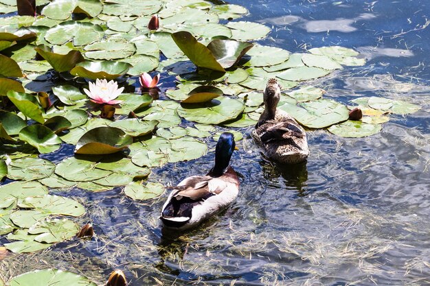 Patos nadam na lagoa da cidade em Istambul na primavera