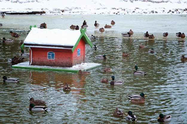 Patos nadam na lagoa no inverno